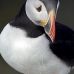 puffin_atlantic_msi_v_0980_can0593.jpg